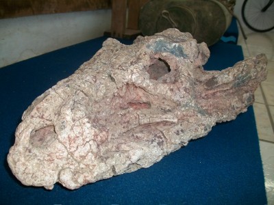 Candel�ria tem mais um f�ssil in�dito