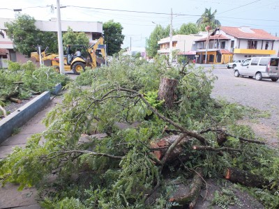 Vendavais voltam a atingir Candel�ria