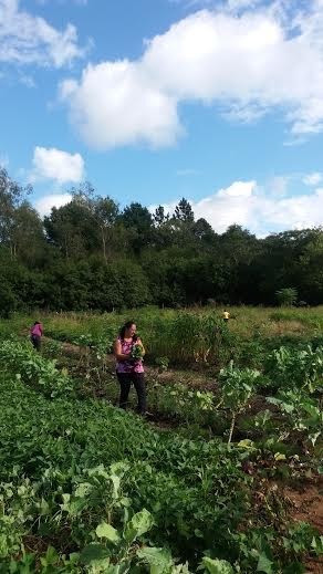 Projeto Horta Comunit�ria  2016