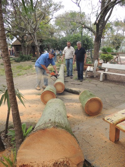 Velho coqueiro � retirado da Pra�a